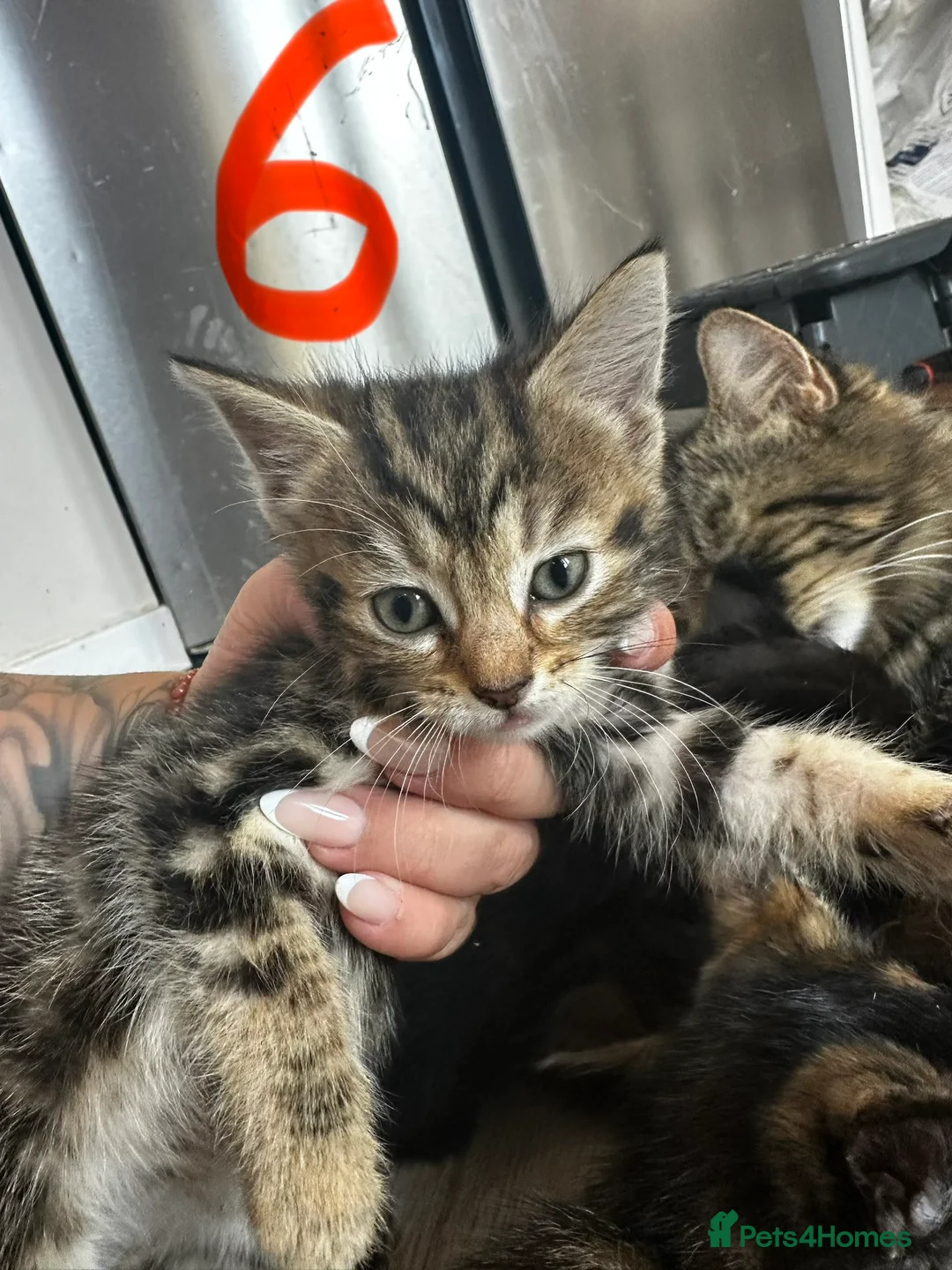 Mixed Breed cats for sale: 5 Female blonde Tabby’s and 1 black female - Advert 2