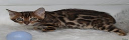 Bengal cats for sale: Beautiful Bengal kittens - Advert 19
