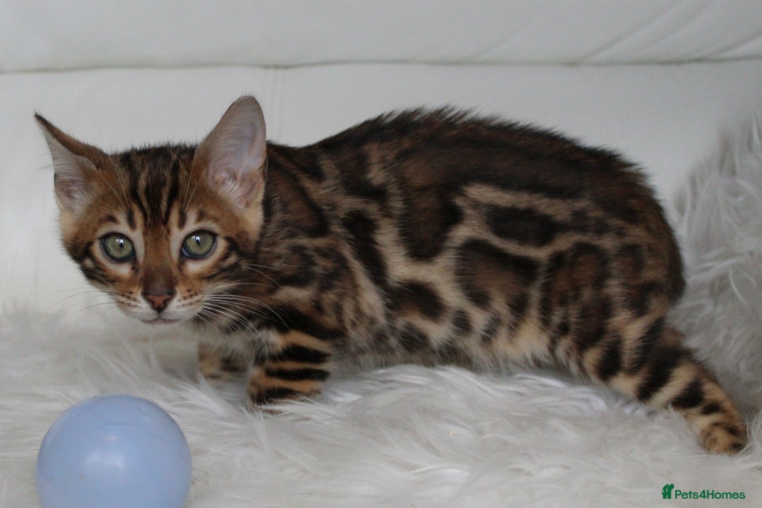 Bengal cats for sale: Beautiful Bengal kittens - Image 9