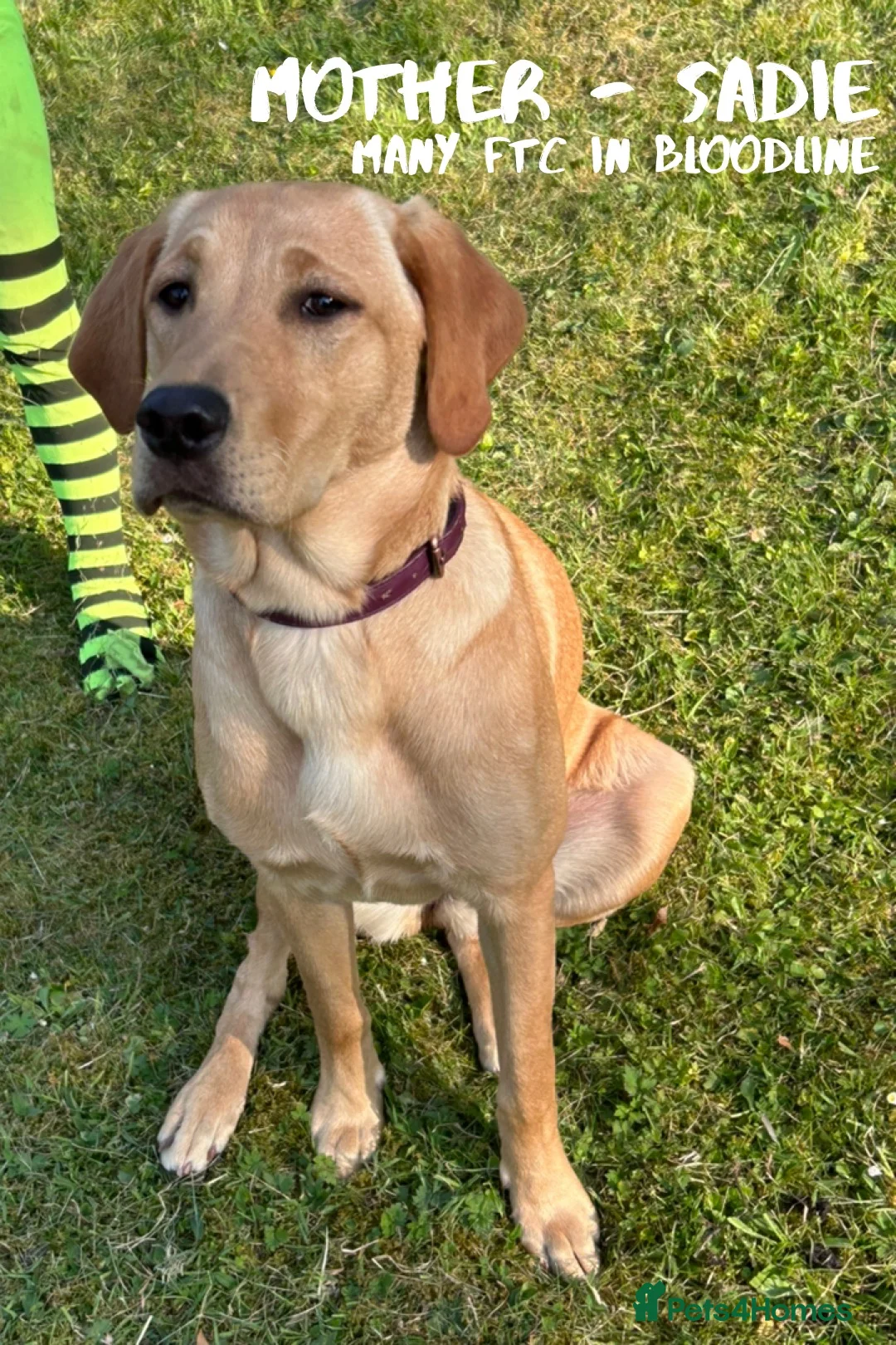Labrador Retriever dogs for sale: Stunning Working Female Fox Red Labrador (3yrs)  in Bakewell - Advert 9