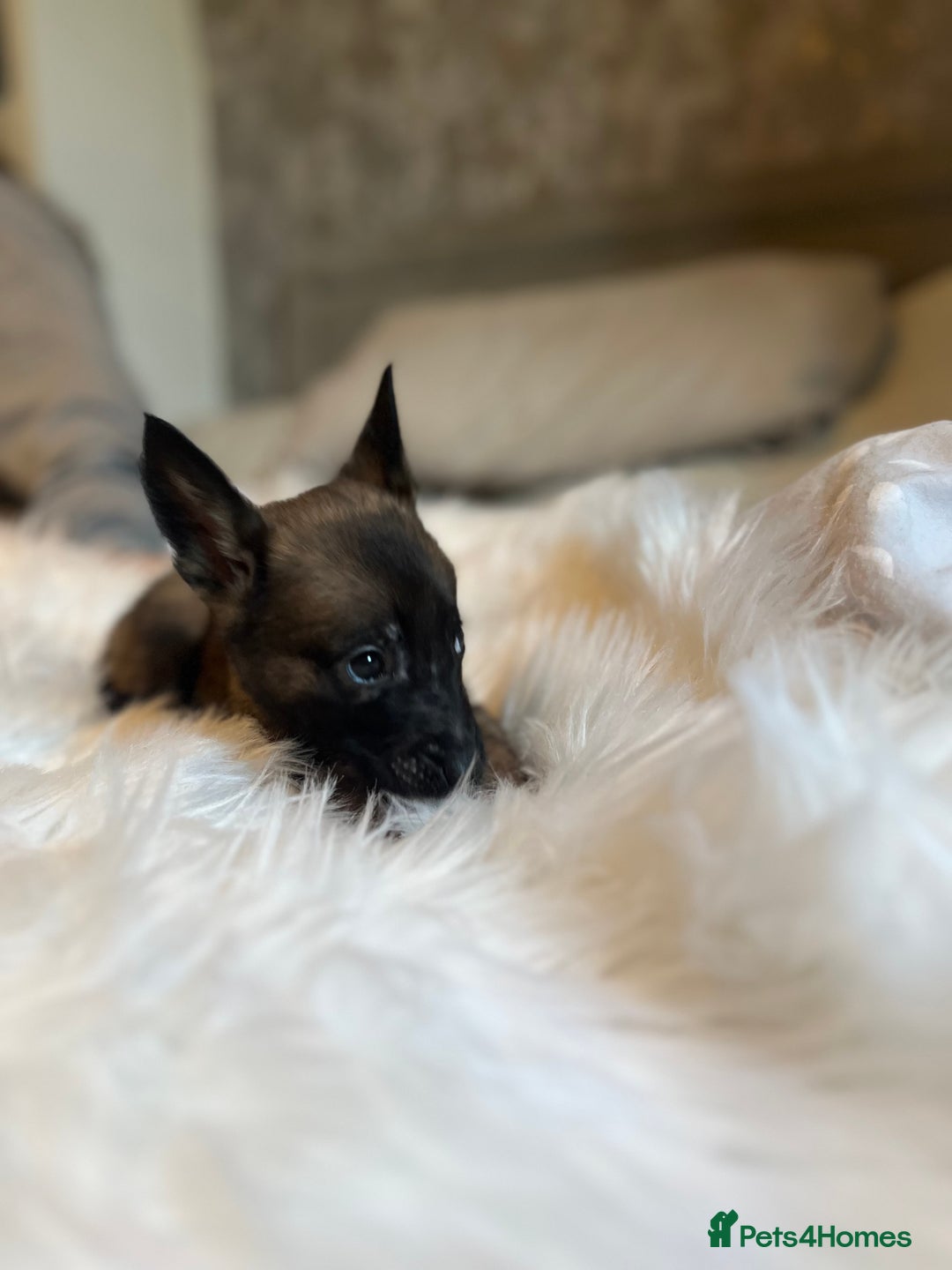 Belgian Shepherd Dog dogs for sale: Belgian Malinois Puppies - Advert 10