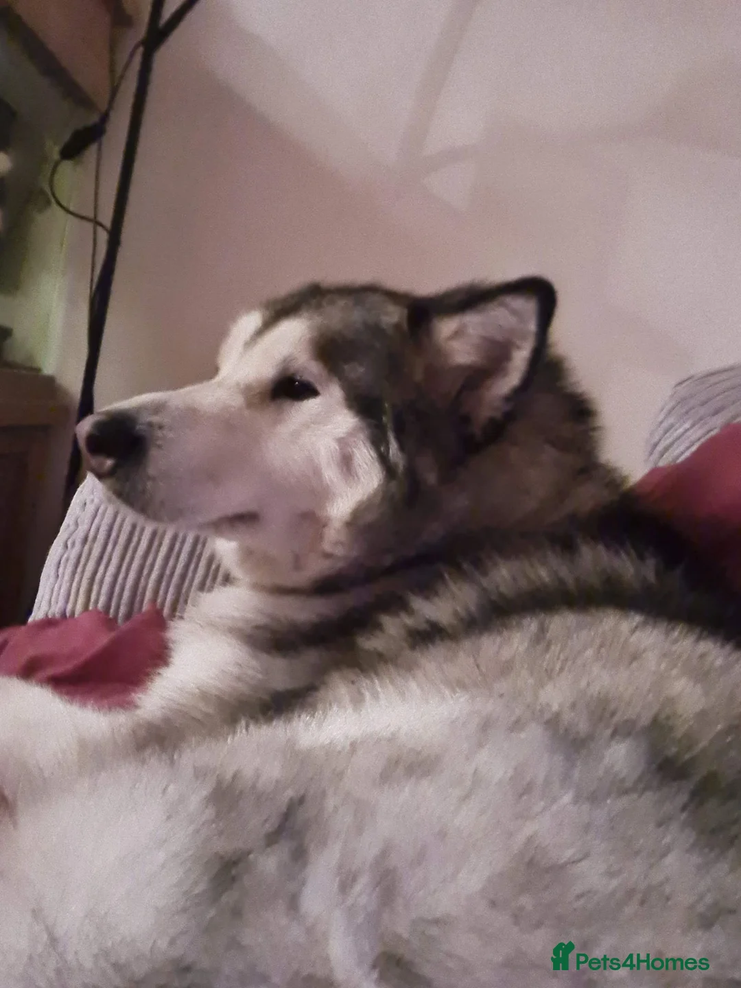Alaskan Malamute dogs for sale: Bear  in Crewe - Advert 1