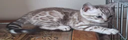 Bengal cats for sale: Bengals rare colours with clouded Leopard pattern - Advert 20