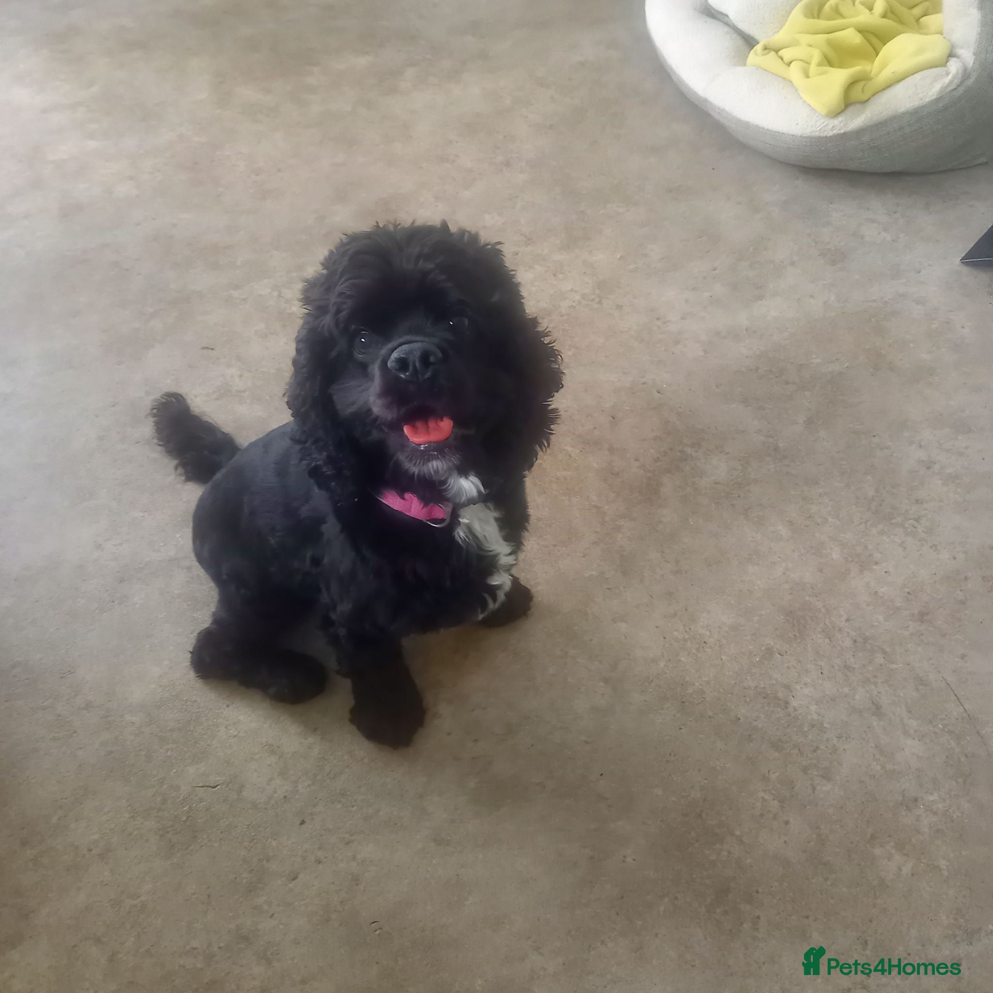 American Cocker Spaniel dogs Female to breed - Advert 1