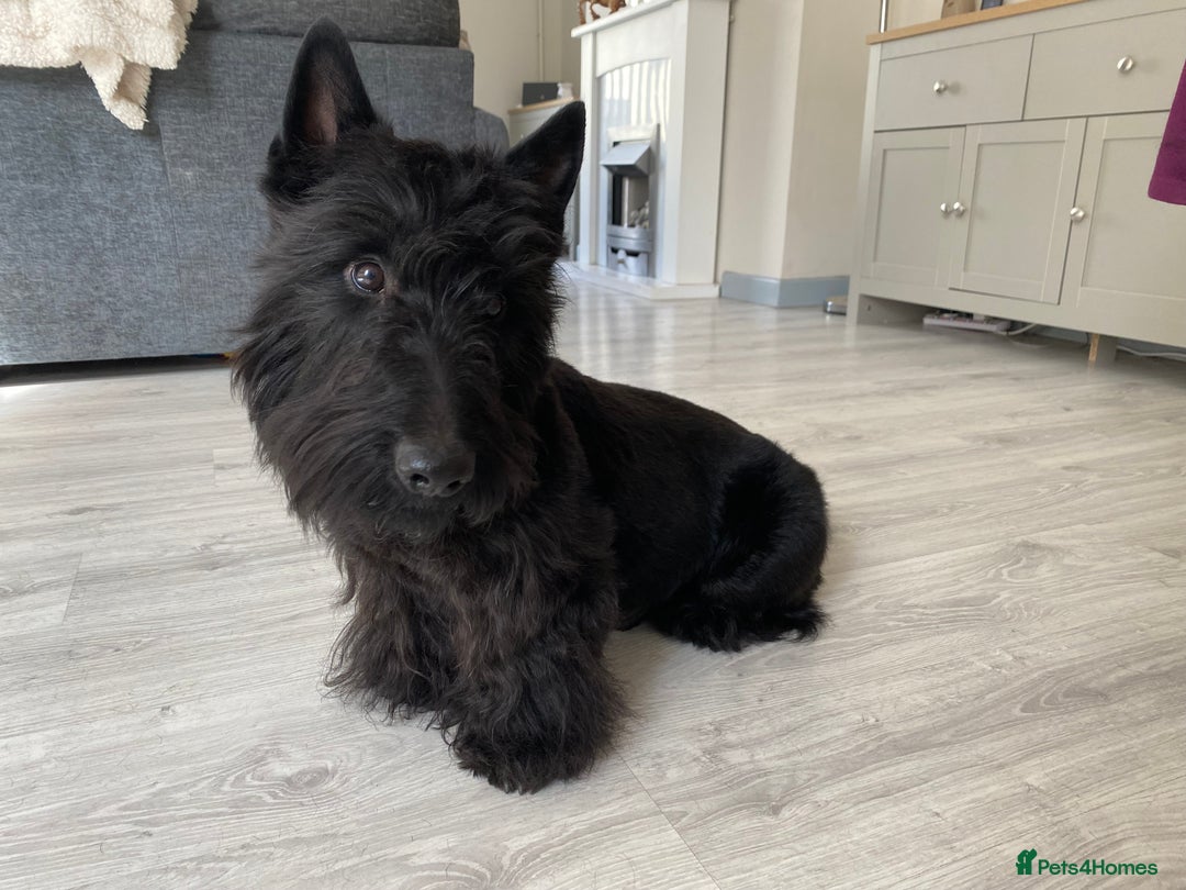 Scottish Terrier dogs for stud: KC Scottish Terrier for stud  - Image 3