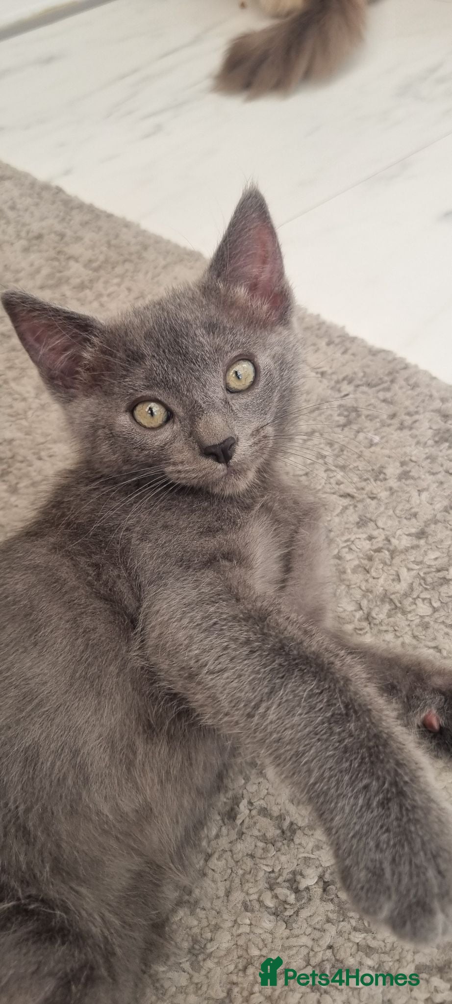 Ragdoll cats 🩶 Last Gorgeous Ragdoll Cross Boy Available 🐾 - Advert 14