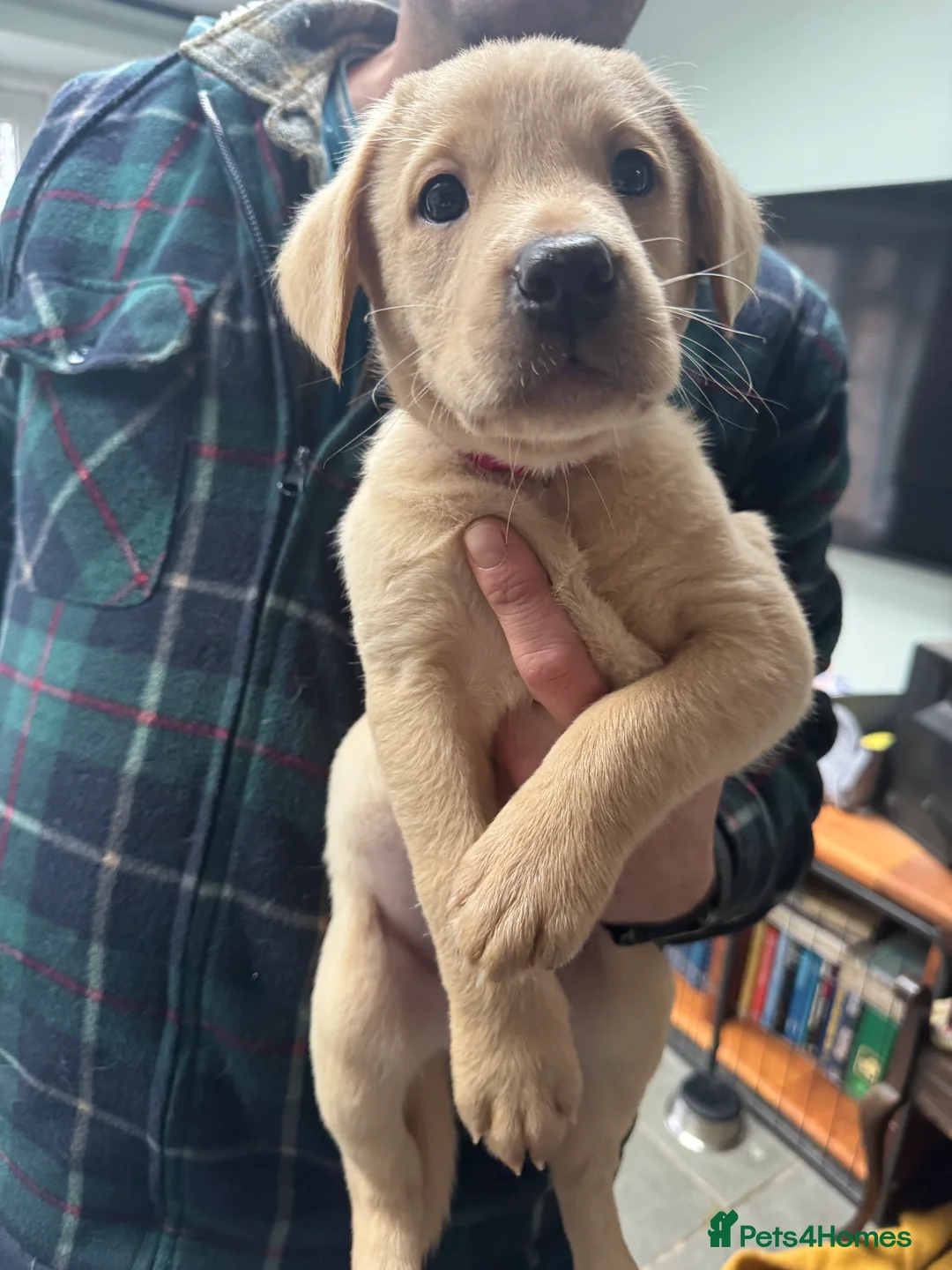 Labrador Retriever dogs for sale: KC Labrador Puppies from top line - Advert 4