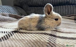 Mini Lop rabbits for sale: Pure breed mini lop bunnies - Image 3