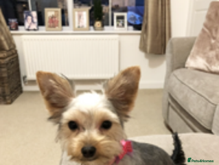 Yorkshire Terrier dogs quality Yorkshire terrier - Advert 2