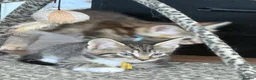 Norwegian Forest Cat cats for sale: 3 stunning half Norwegian kittens left - Advert 3