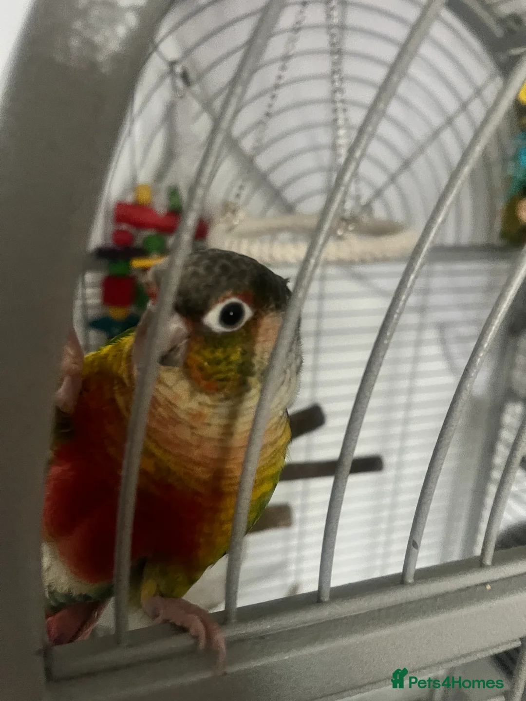 Conures birds for sale: Hand reared Green cheek conure  - Advert 4