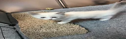 Ragdoll cats for sale: Gccf REDUCED kittens last cream bicolour rare boy - Advert 9