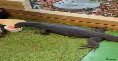 Monitor reptiles Black Dragon Asian Water Monitor  - Advert 1