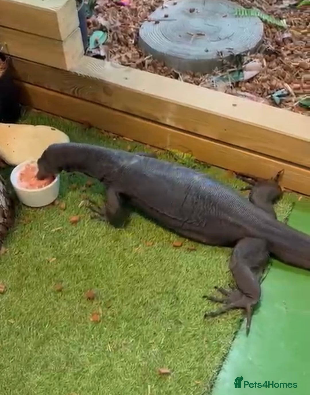 Monitor reptiles for sale: Black Dragon Asian Water Monitor  - Advert 2