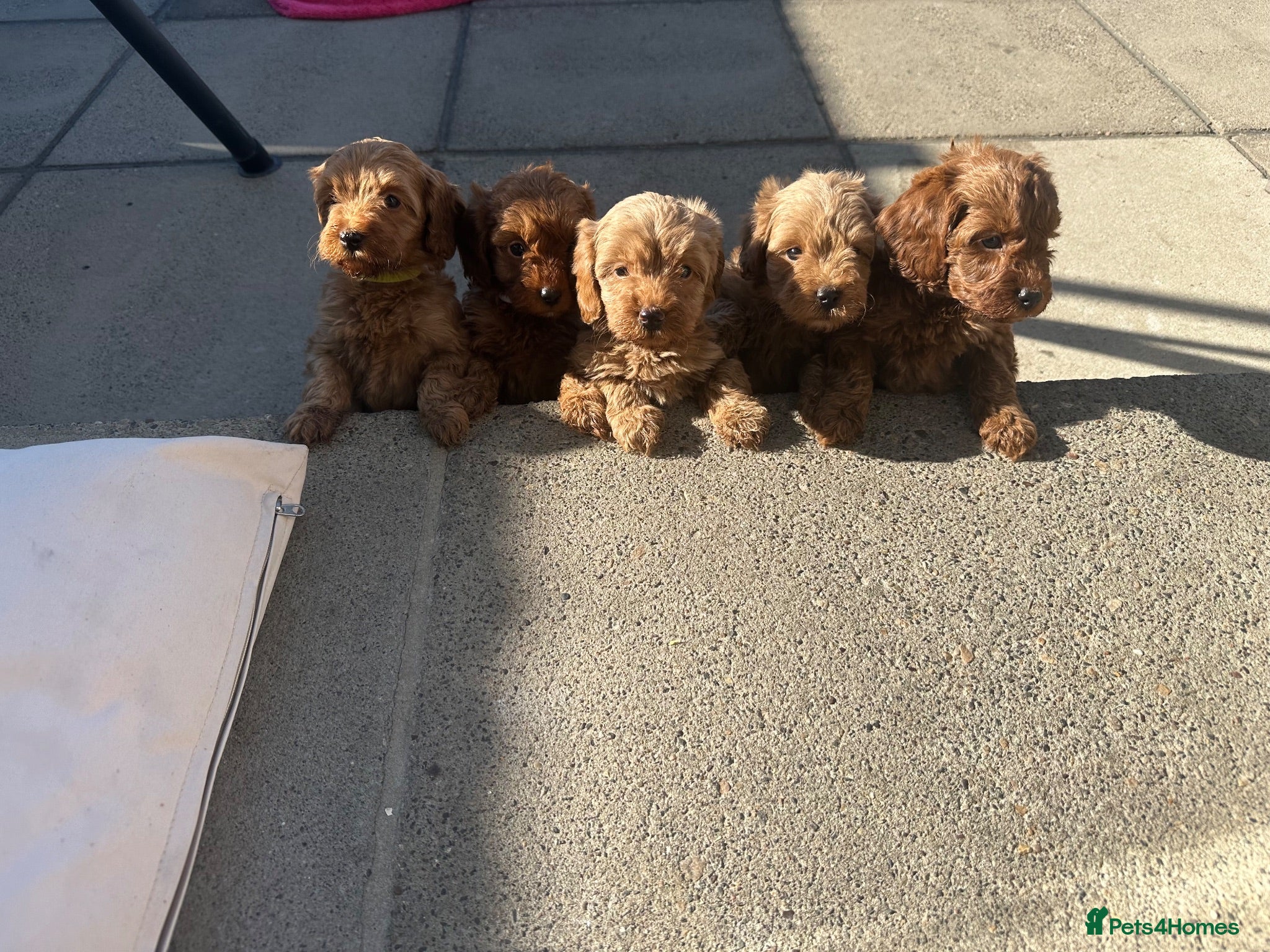 Cavapoo dogs Beautiful f1b red Cavapoo puppies  - Advert 3