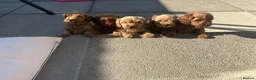 Cavapoo dogs for sale: Beautiful f1b red Cavapoo puppies    - Advert 19