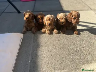 Cavapoo dogs Beautiful f1b red Cavapoo puppies - Advert 3