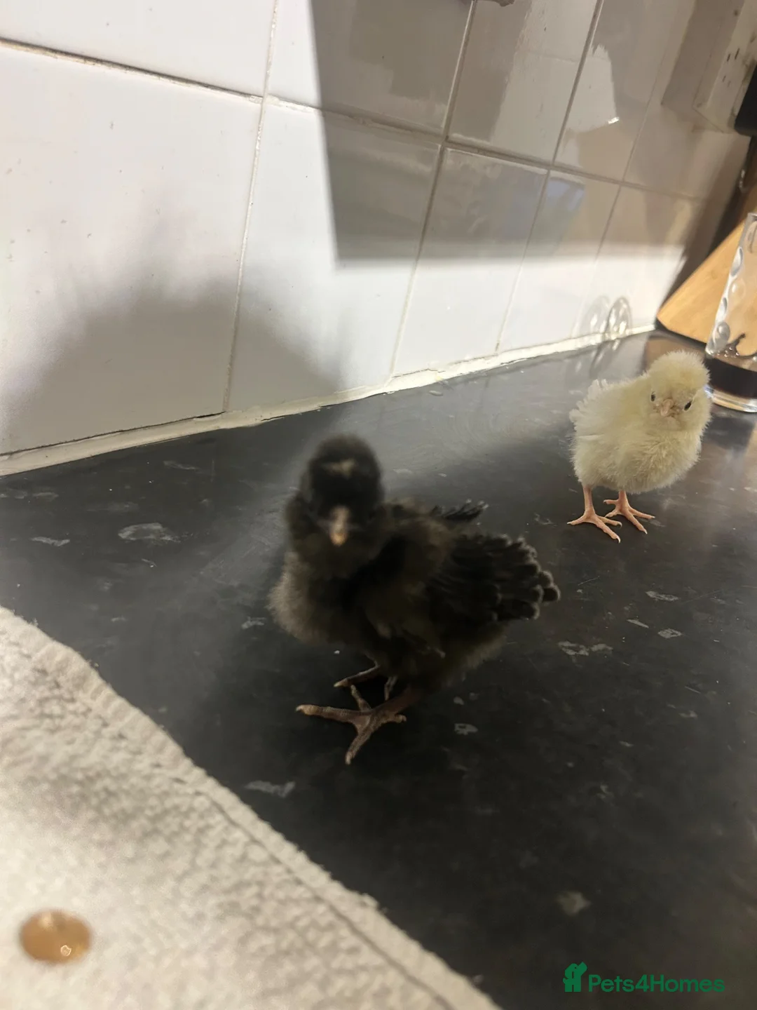 Chickens poultry for sale: Polish chicks Available  in Leicester - Advert 9