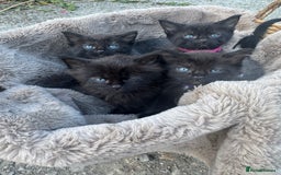 Mixed Breed cats for sale: Kittens mix breed - Image 2