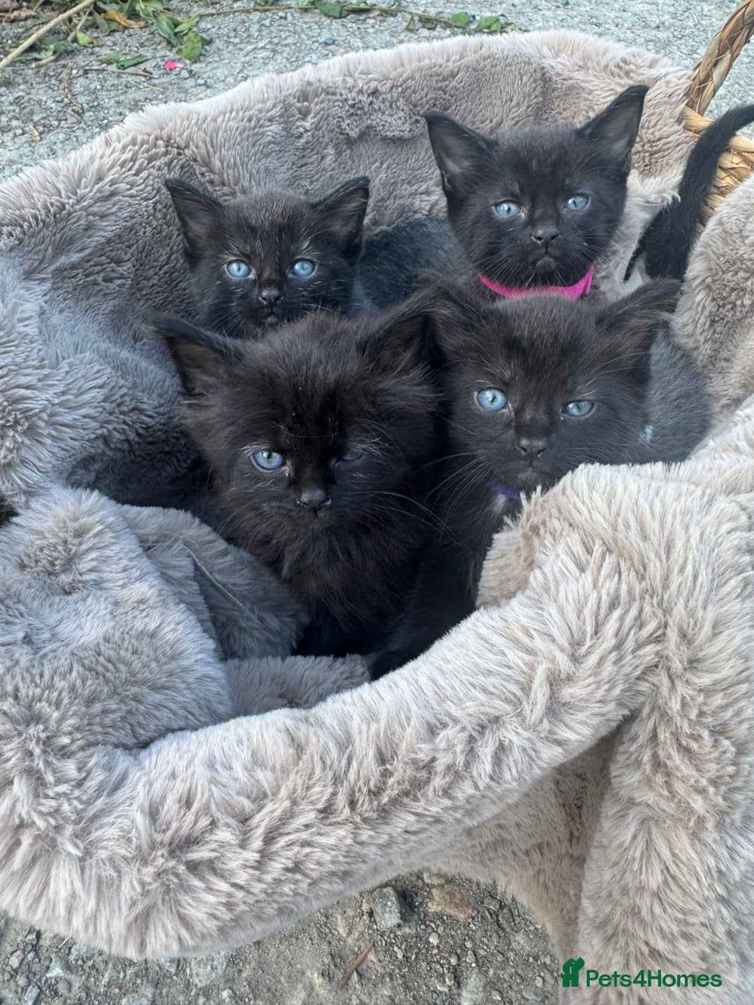 Mixed Breed cats for sale: Kittens mix breed - Image 2
