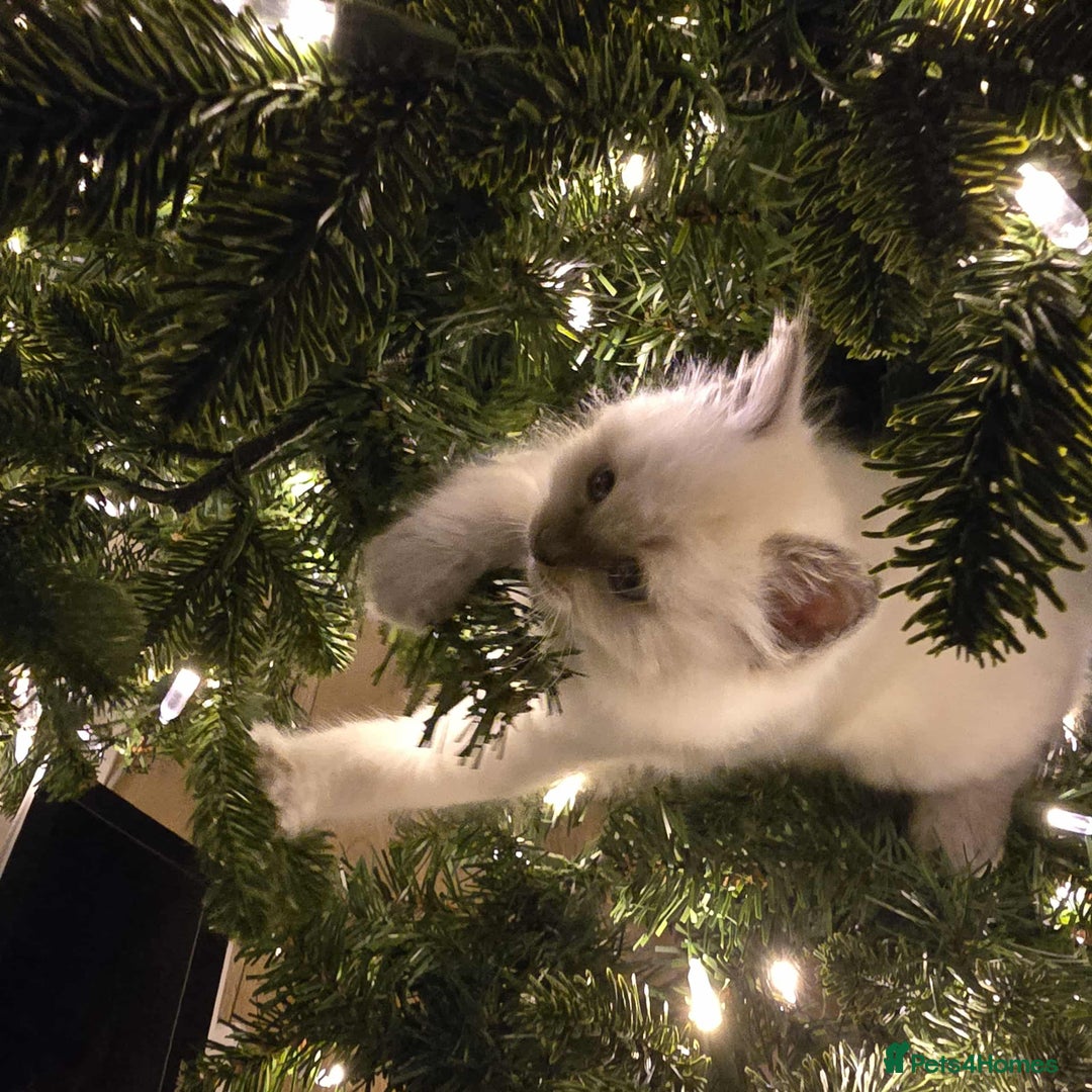 Ragdoll cats for sale: Our Teddy need new home - Advert 6