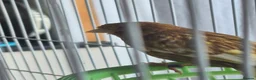Mixed Breed birds for sale: Cannry 30  and cannry and  cage 50 - Advert 4
