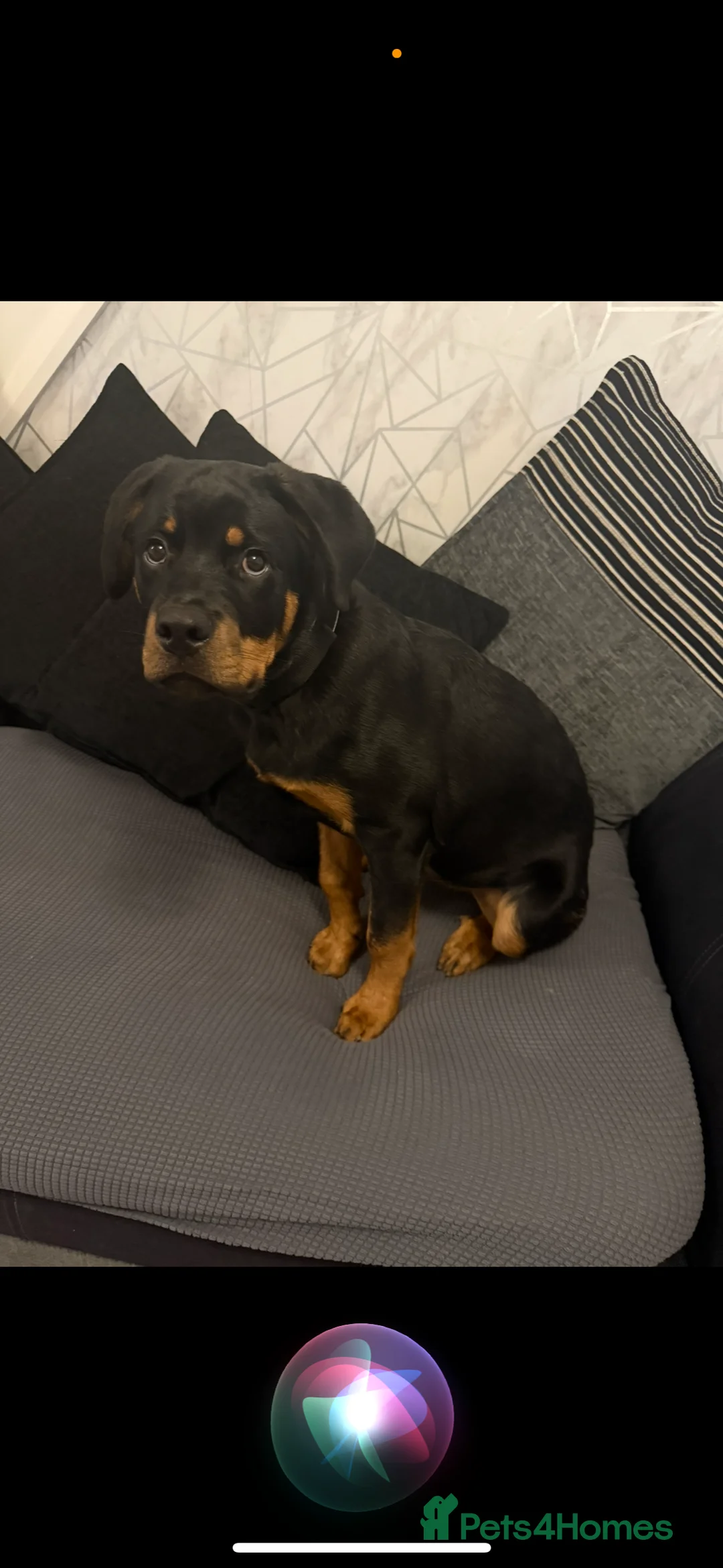 Rottweiler dogs for sale: Tank the Rottweiler  - Advert 10