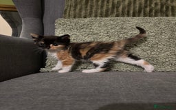 Mixed Breed cats for sale: 3 Female Calico and Tortie Kittens - 30 Nov - Image 4