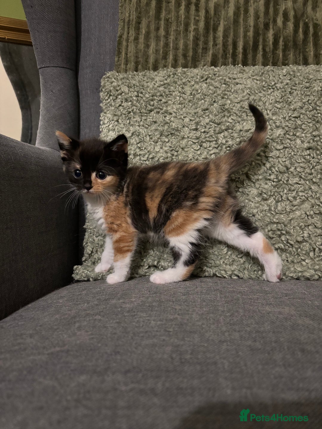 Mixed Breed cats for sale: 3 Female Calico and Tortie Kittens - 30 Nov - Image 4