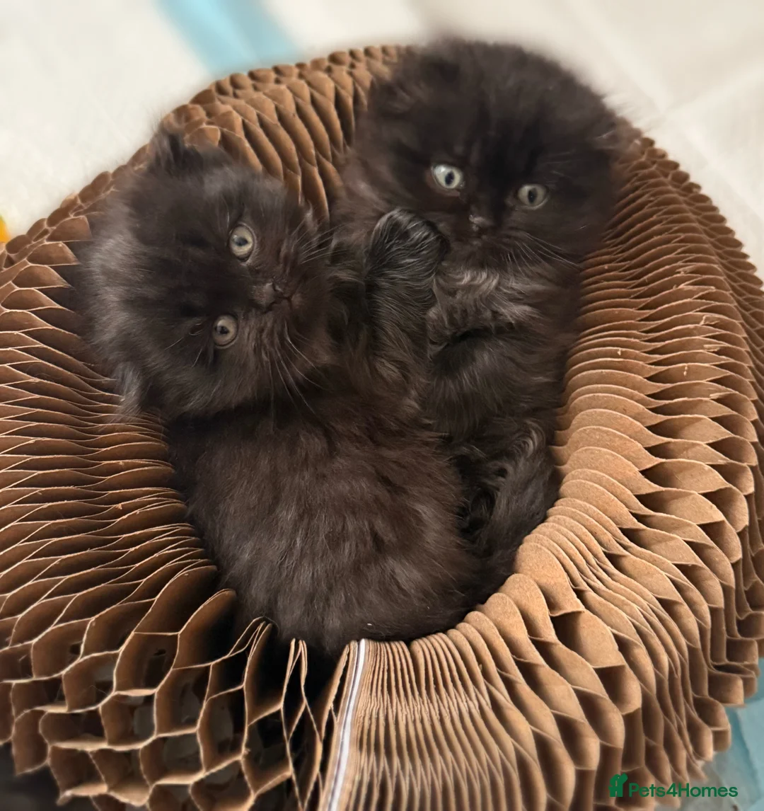 Scottish Fold cats for sale: Scottish fold/British shorthair kittens😻 - Advert 11