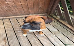 Boxer dogs for sale: 3 year old boxer dog  - Image 3