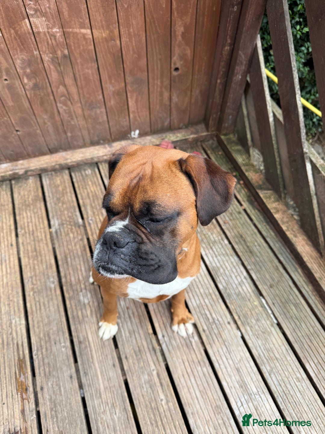 Boxer dogs for sale: 3 year old boxer dog  - Image 3