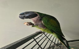 Parrots birds for sale: Bobby the talking Lord Derbyan - Image 2