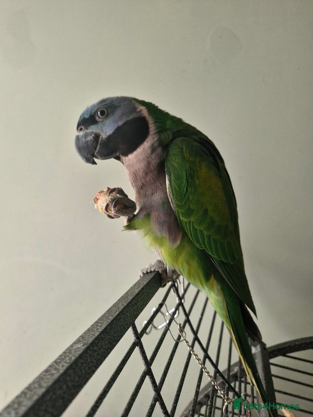 Parrots birds for sale: Bobby the talking Lord Derbyan - Image 2