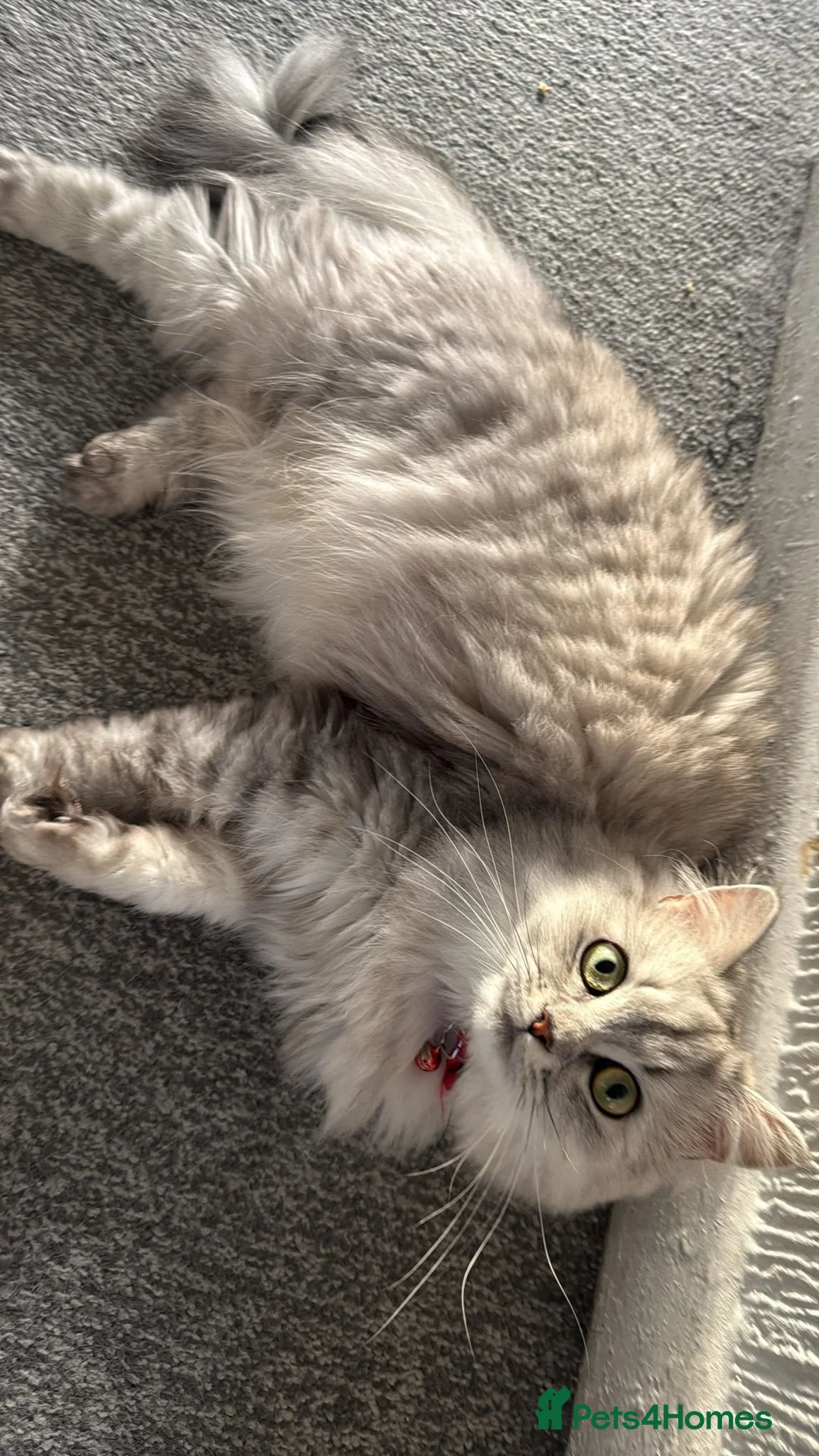 Persian cats for sale: Persian female cat  - Advert 2