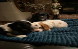 Cockalier dogs for sale: Beautiful little boys  - Image 9