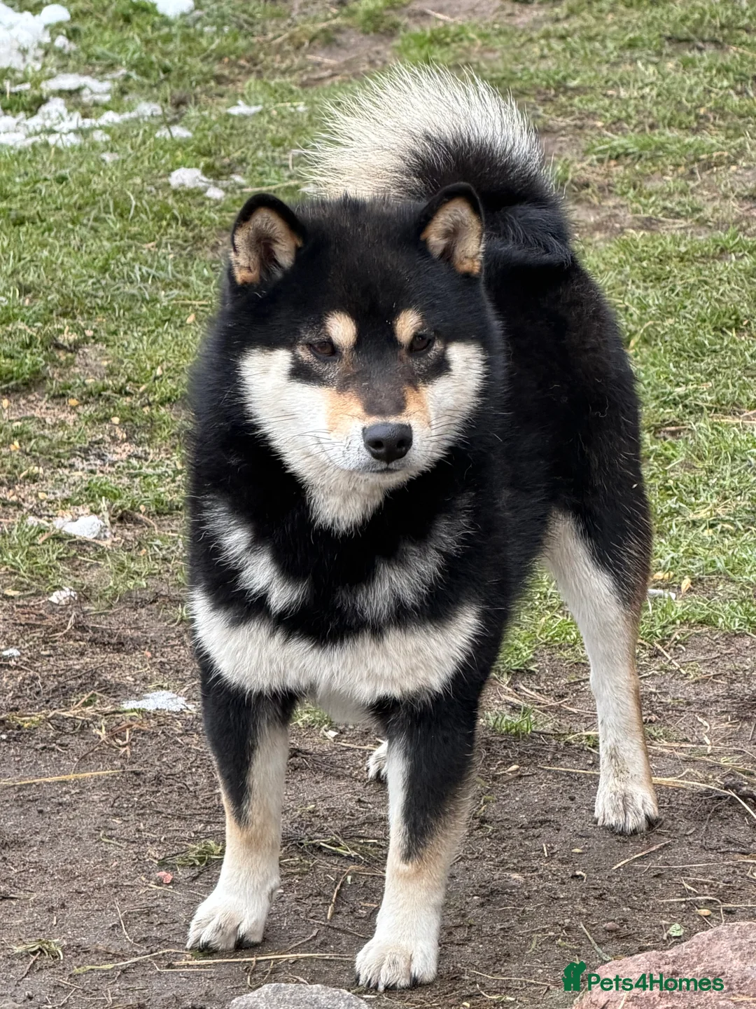 Japanese Shiba Inu dogs for sale: Champion Bloodline Shiba Inu Puppies  - Advert 6