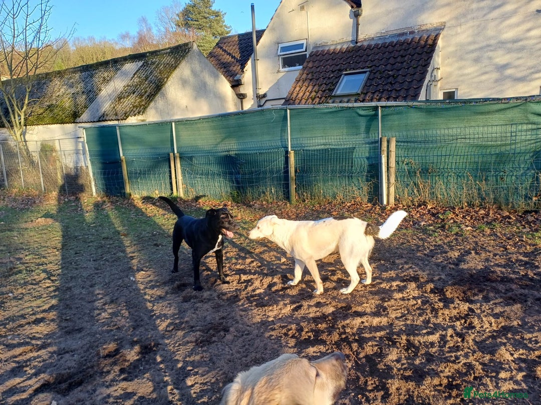 Mixed Breed dogs for adoption: 🌸 MEET BIANCA - a Gentle Girl for a Loving Family - Advert 25