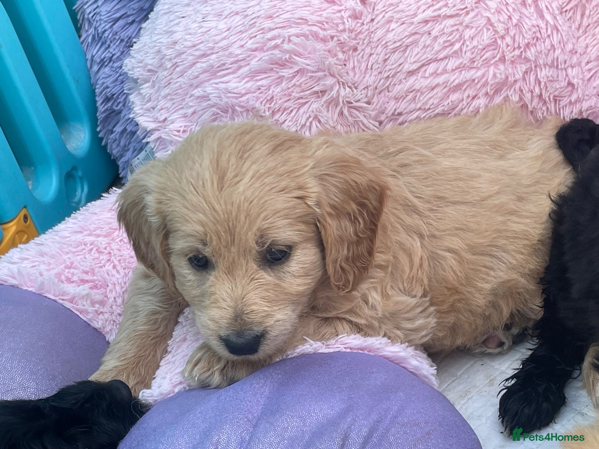 Goldendoodle dogs F1 golden doodles mini  - Advert 2