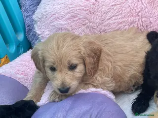 Goldendoodle dogs F1 golden doodles mini - Advert 2
