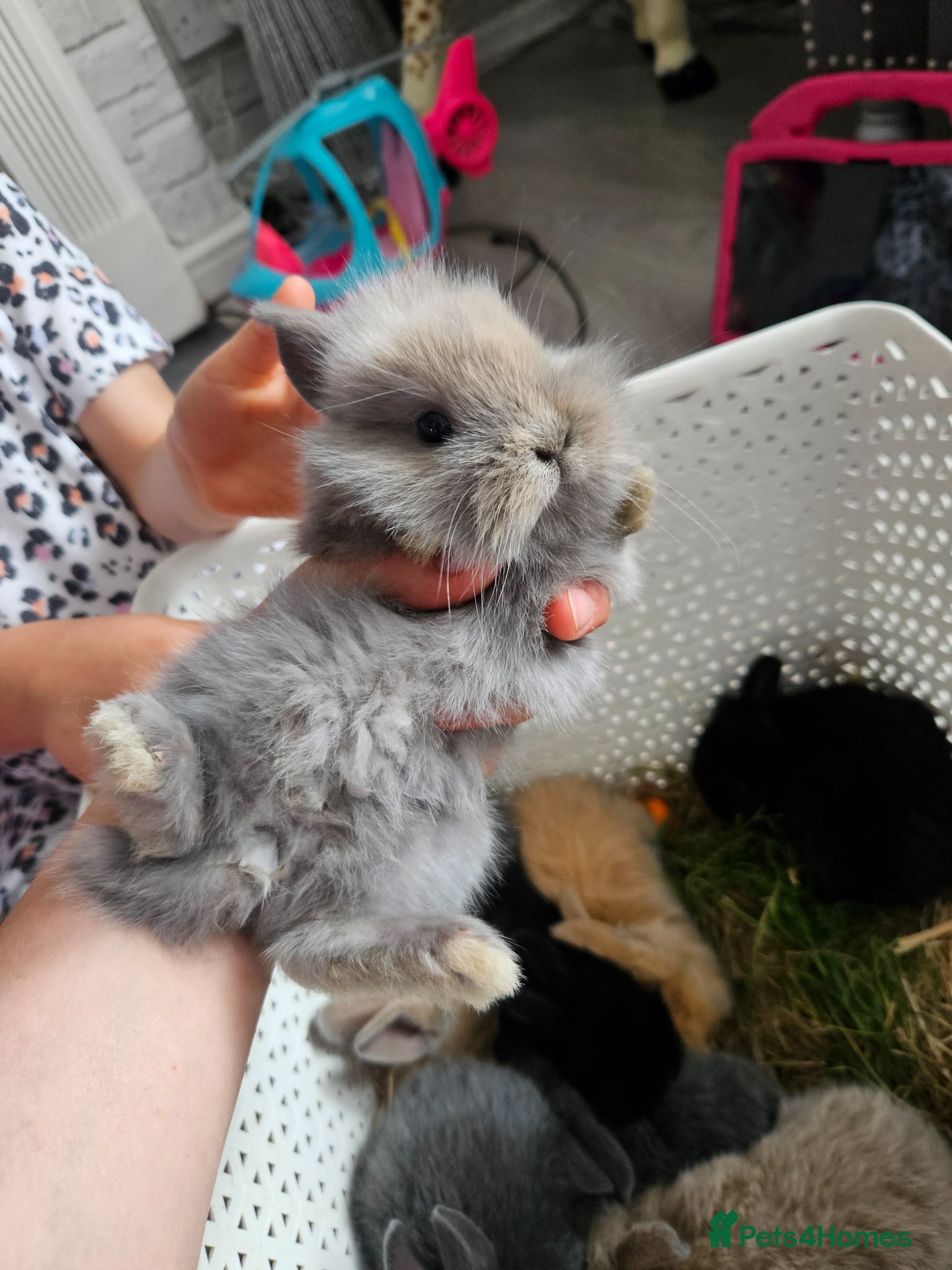 Mixed Breed rabbits for sale: Baby bunny's  - Advert 11