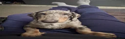 Miniature Dachshund dogs for sale: Miniature dachshund in Grimsby - Advert 6