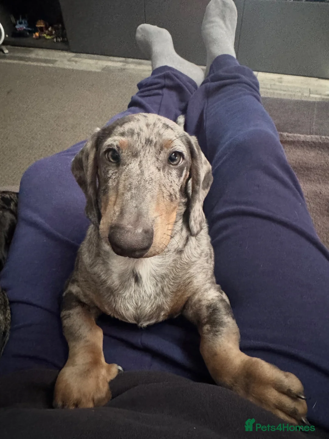 Miniature Dachshund dogs for sale: Miniature dachshund in Grimsby - Advert 6