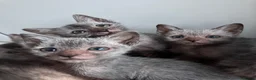 Lykoi cats for sale: Lykoi Kittens  - Advert 3
