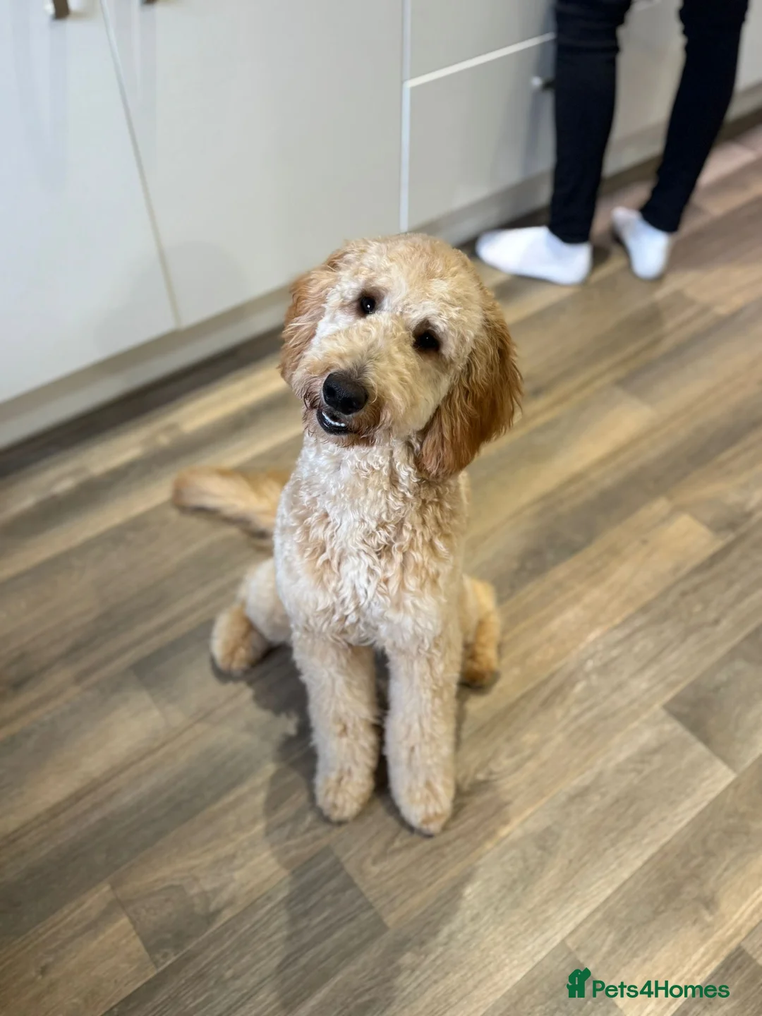 Goldendoodle dogs for sale: Mini Irishdoodle Ready now! health tested parents - Advert 40