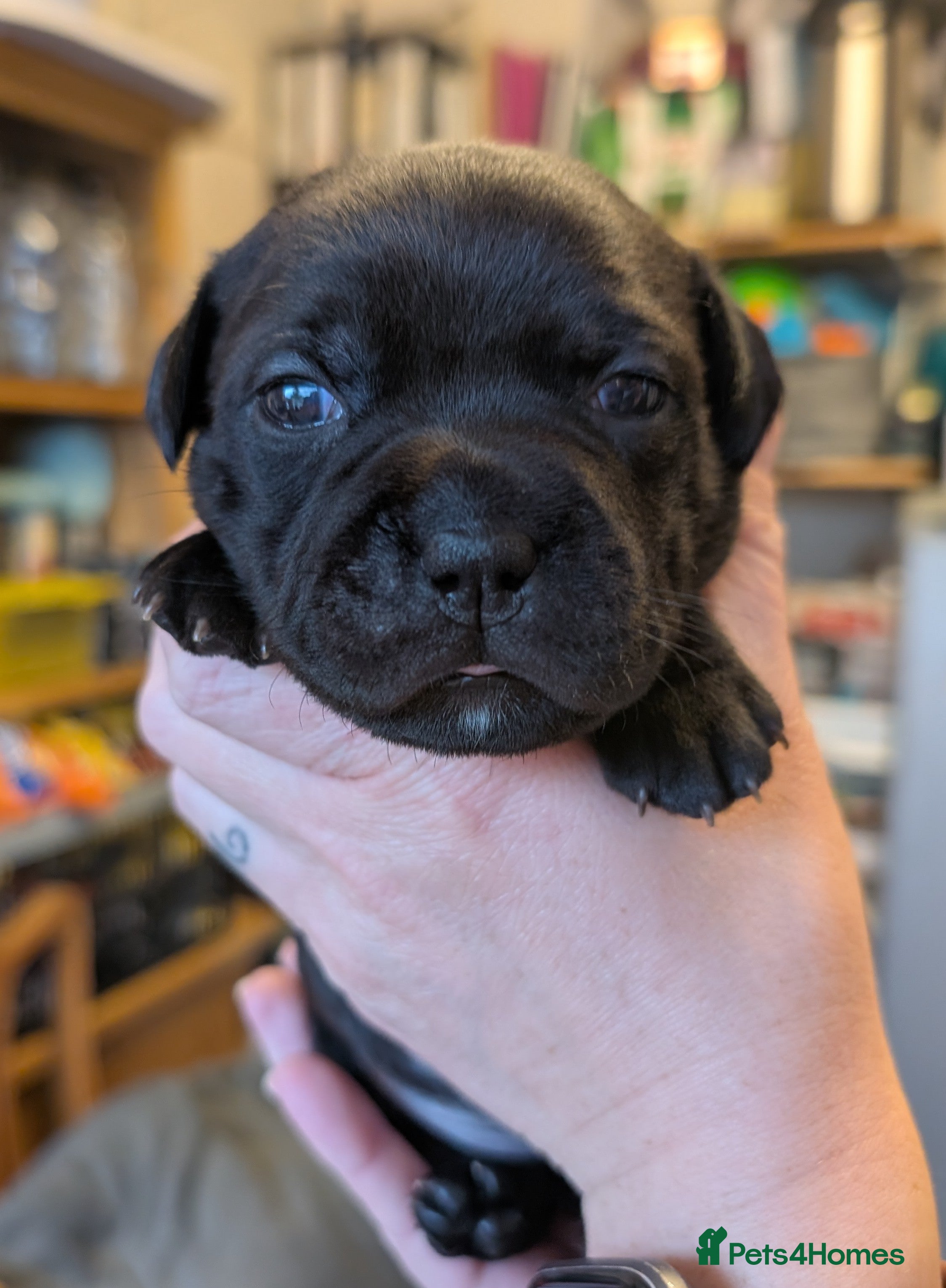 Staffordshire Bull Terrier dogs King Fury KCreg excellent pedigree blue/black pups - Advert 2