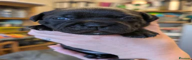 Staffordshire Bull Terrier Puppy 5