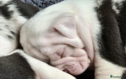 Mixed Breed dogs for sale: Cute Olde English Bulldog & Pug/Frenchie 4 sale - Image 5