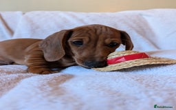 Miniature Dachshund dogs for sale: Ready to leave Miniature dachshunds cearphilly  - Image 3