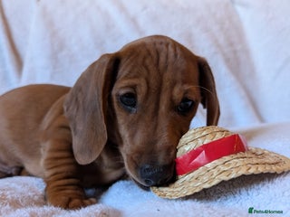 Miniature Dachshund dogs - Advert 16